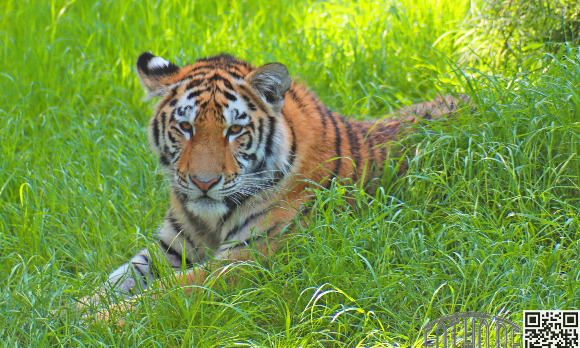 Tiger im Gras Zoo Duisburg FOTHO IMG0110B