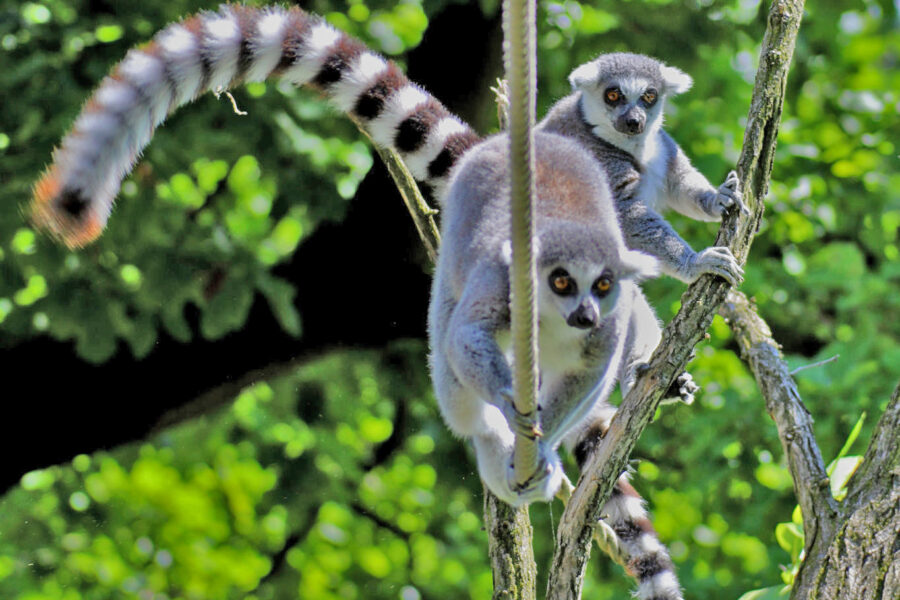 Lemuren Katta (lemur catta) Affe im Zoo Duisburg FOTHO.DE 1707261277B
