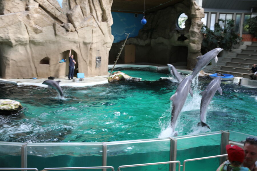Großer Tümmler Delfin im Delfinarium Zoo Duisburg FOTHO.DE IMGL0022