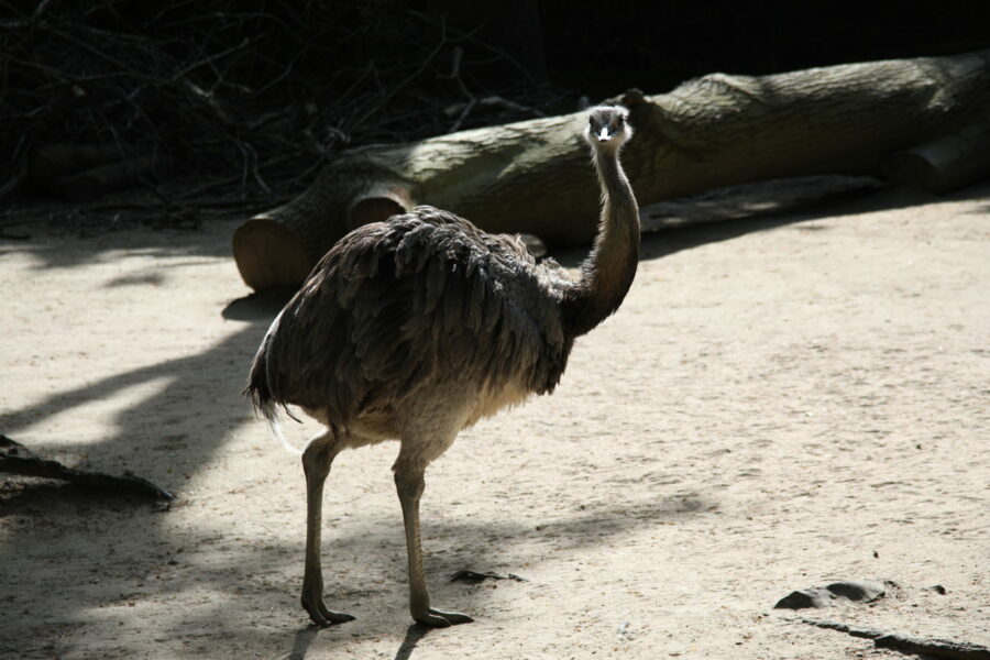 Nandu im Zoo Duisburg FOTHO.DE IMGL0118