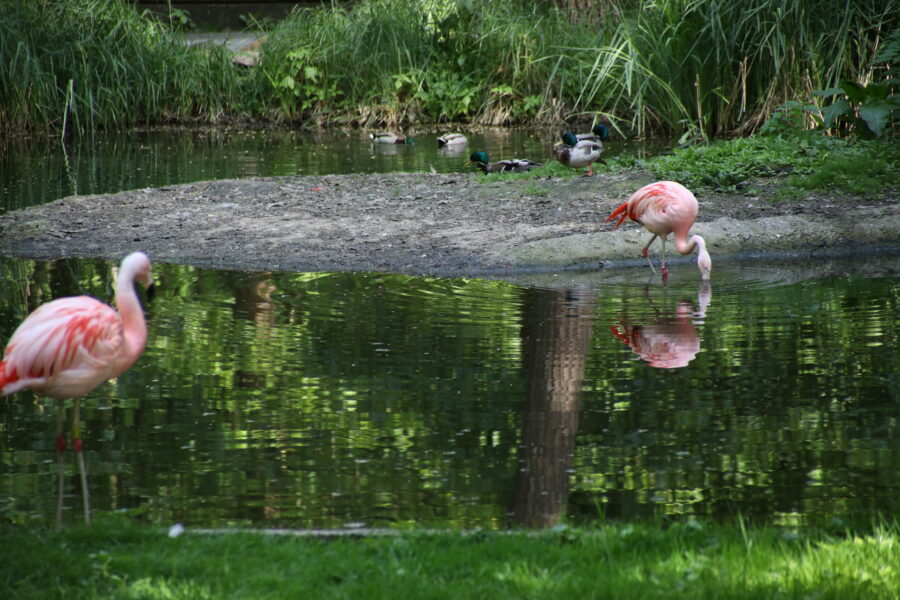 Flamingo und Stockente im Zoo Duisburg FOTHO.DE IMGL0129