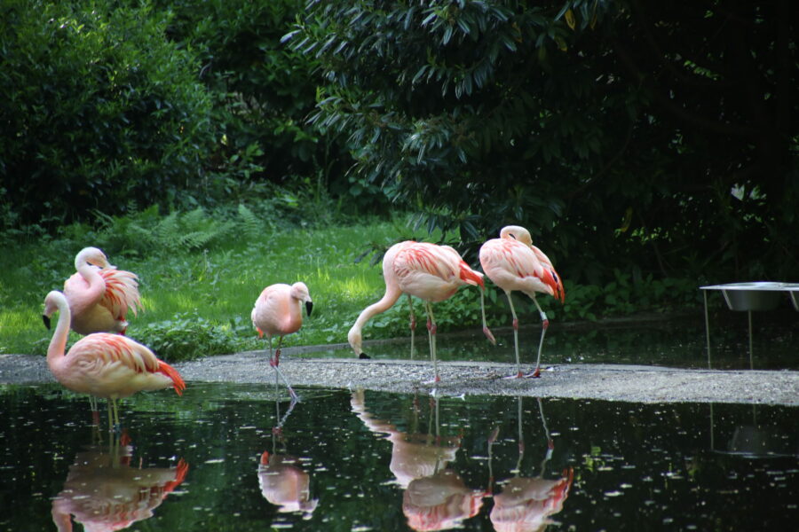 Chileflamingo Flamingos im Zoo Duisburg FOTHO.DE IMGL0147