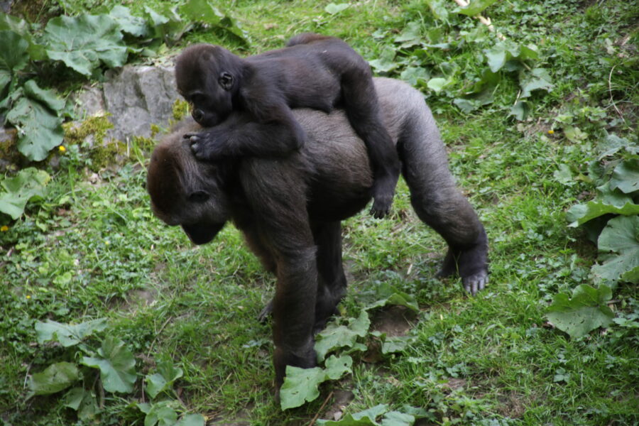 Gorilla Weibchen mit Jungtier Baby im Zoo Duisburg FOTHO.DE IMGL0151