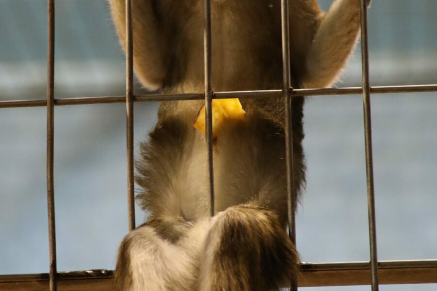 Affe hinter Gitter im Affenhaus Zoo Duisburg FOTHO.DE IMGL0173B