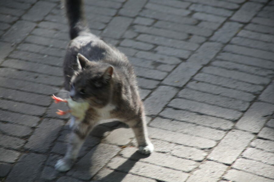 Hauskatze Wildkatze Katze Stubentiger frißt Küken im Zoo Duisburg FOTHO.DE IMGL0186