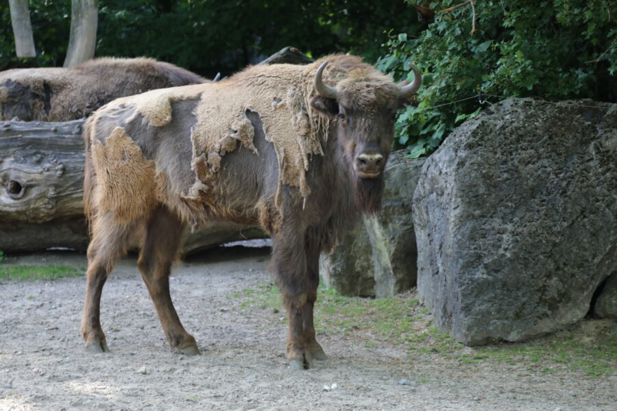 Bergwisent Wisent im Zoo Duisburg FOTHO.DE IMGL0220