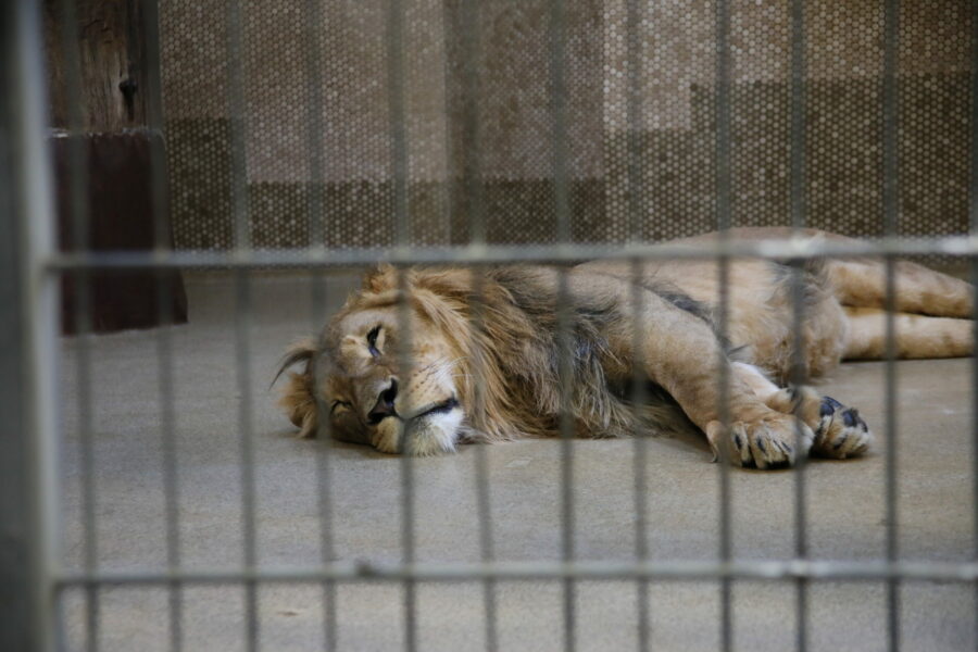Asiatischer Löwe im Zoo Duisburg FOTHO.DE IMGL0224