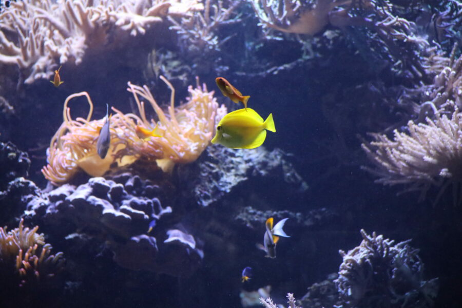 Gelber Segelflossendoktor Fische und Korallen im Aquarium Zoo Duisburg FOTHO.DE IMGL0230