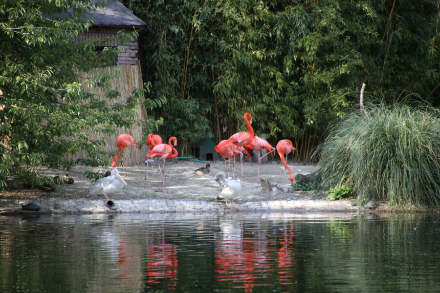 Rosaflamingo Rosa Flamingo im Zoo Duisburg FOTHO.DE IMGL0246