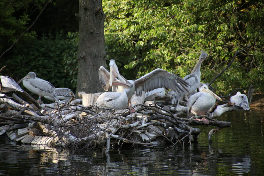 Pelikane im Zoo Duisburg FOTHO.DE IMGL0247