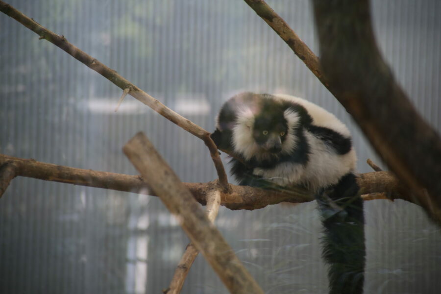 Lemuren Katta Liszt Affe im Zoo Duisburg FOTHO.DE IMGL0267