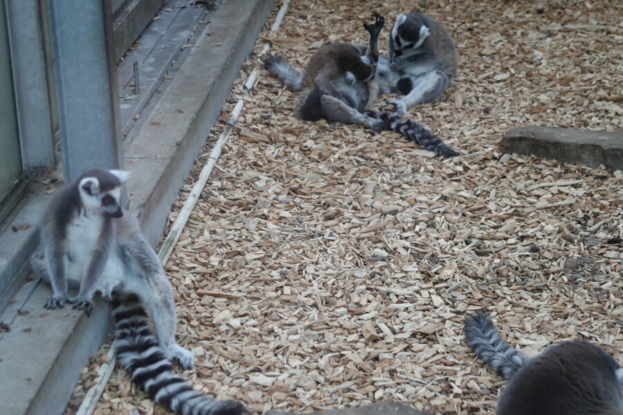 Lemuren Katta Affe im Zoo Duisburg FOTHO.DE IMGL0271