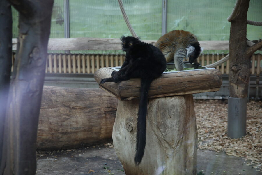 Lemuren Katta Affe im Zoo Duisburg FOTHO.DE IMGL0275